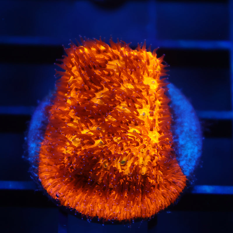 TCK Orange Litho