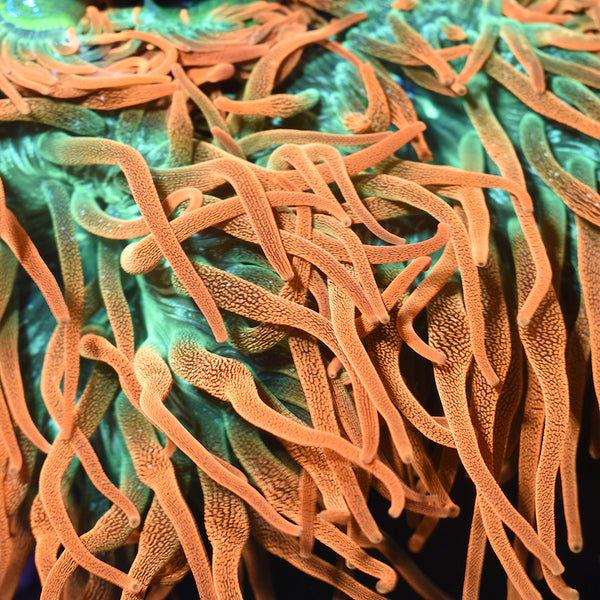 STOCK - TCK AQUACULTURED RAINBOW BUBBLE TIP ANEMONE | Door Buster | Door Buster