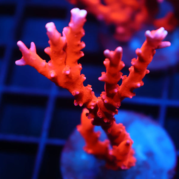 STOCK - JF TNT Anacropora