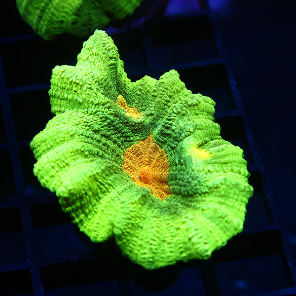 STOCK - Space Invader Pectinia