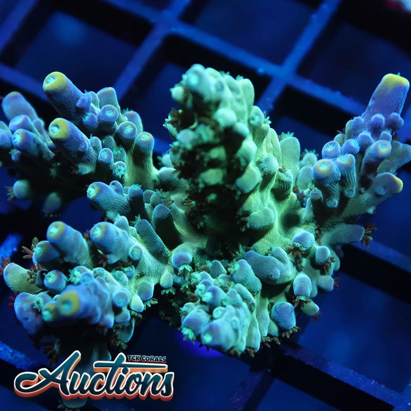 TCK Yellow Tips Austera – TCKCorals