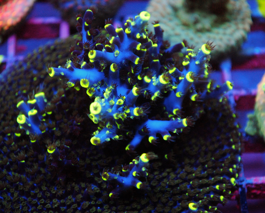 TCK Ultimate Stag – TCKCorals